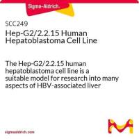HepG2.2.15 HBV-transformed human hepatoblastoma Cell Line