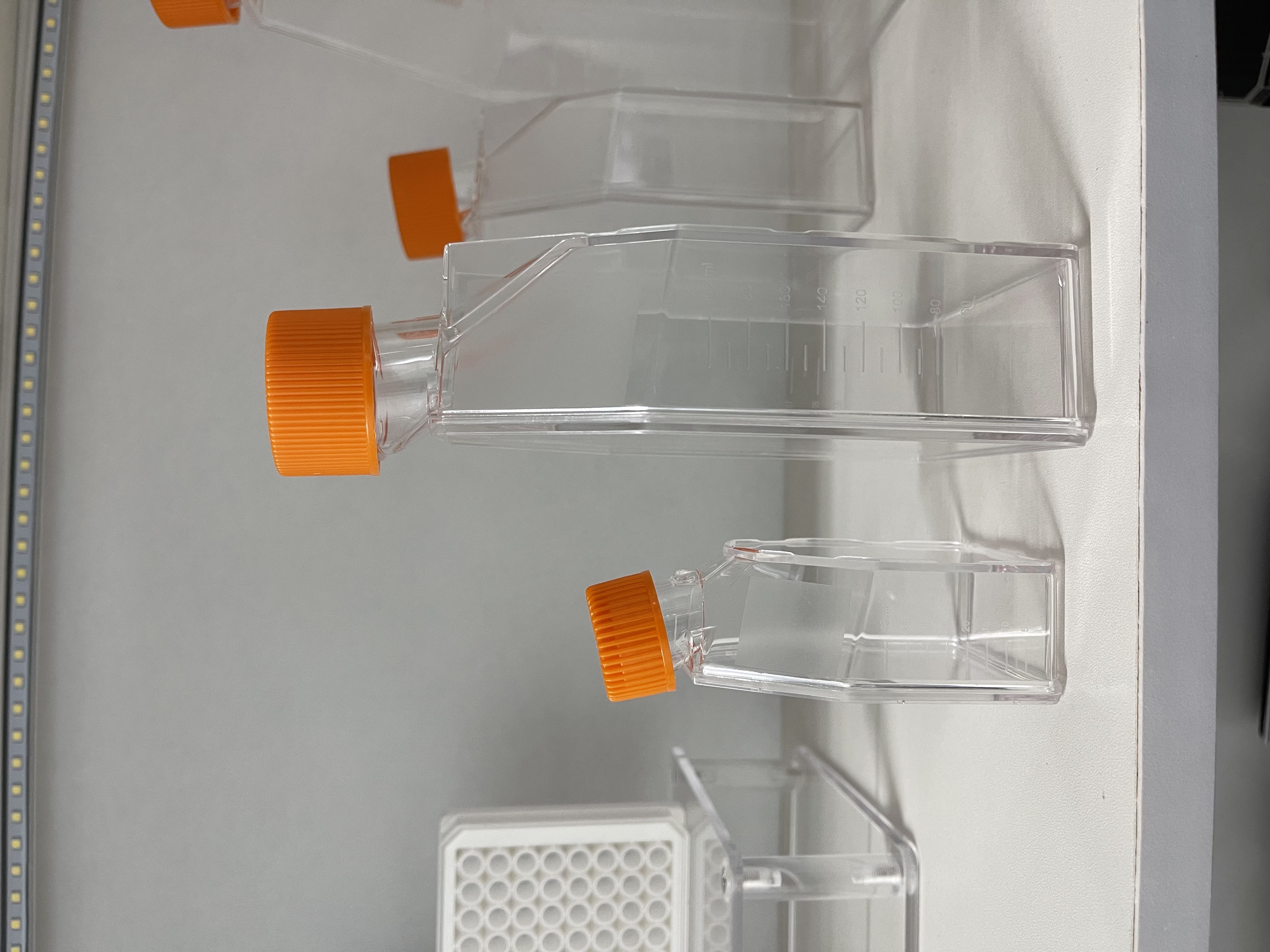 天津本生 密封盖培养瓶 T75培养瓶 透气盖培养瓶 多聚赖氨酸包被培养瓶