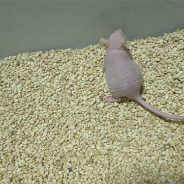 人源化肿瘤抑制动物模型