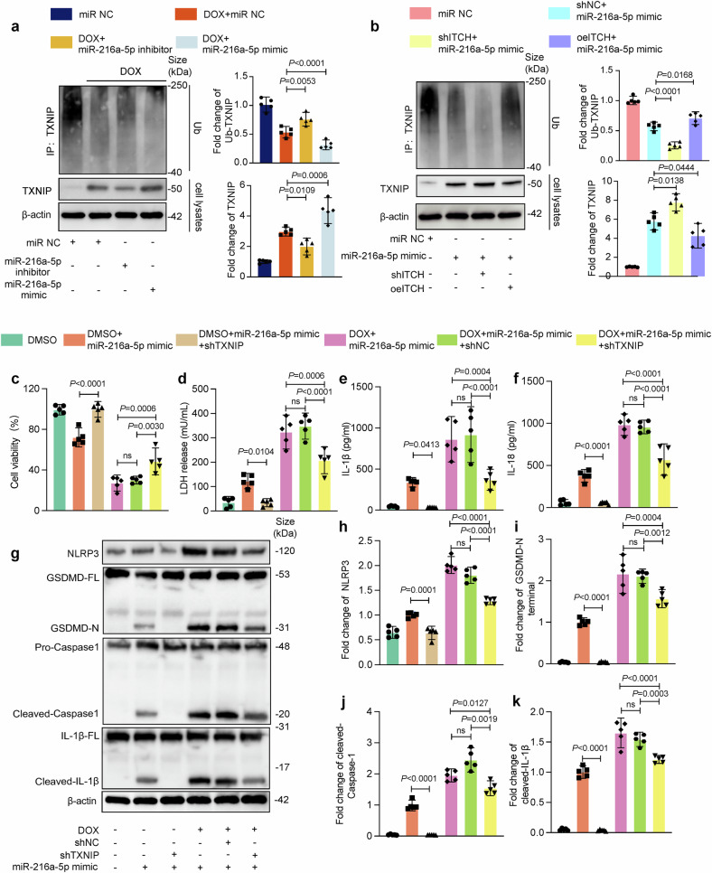 细胞焦亡 细胞焦亡