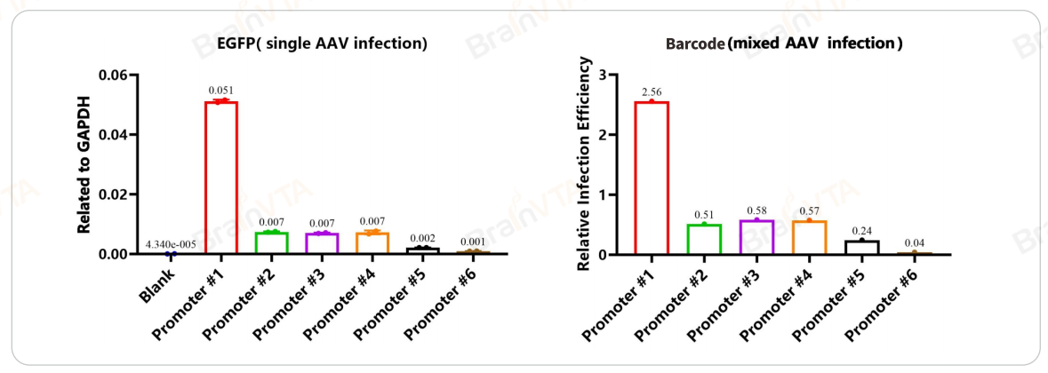 AAV-Barcode快速筛选病毒定制服务（qPCR法筛选）
