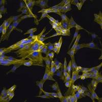 默克Merck YUMM5.4 Mouse Melanoma Cell Line