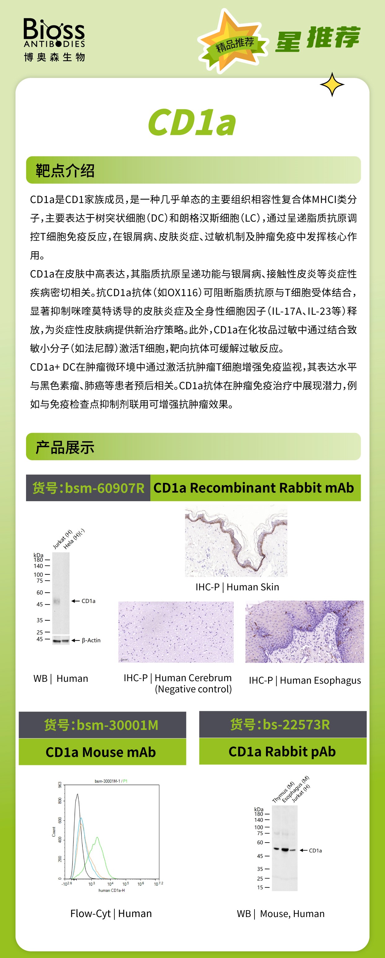 Bioss 星推荐 | CD1a 抗体