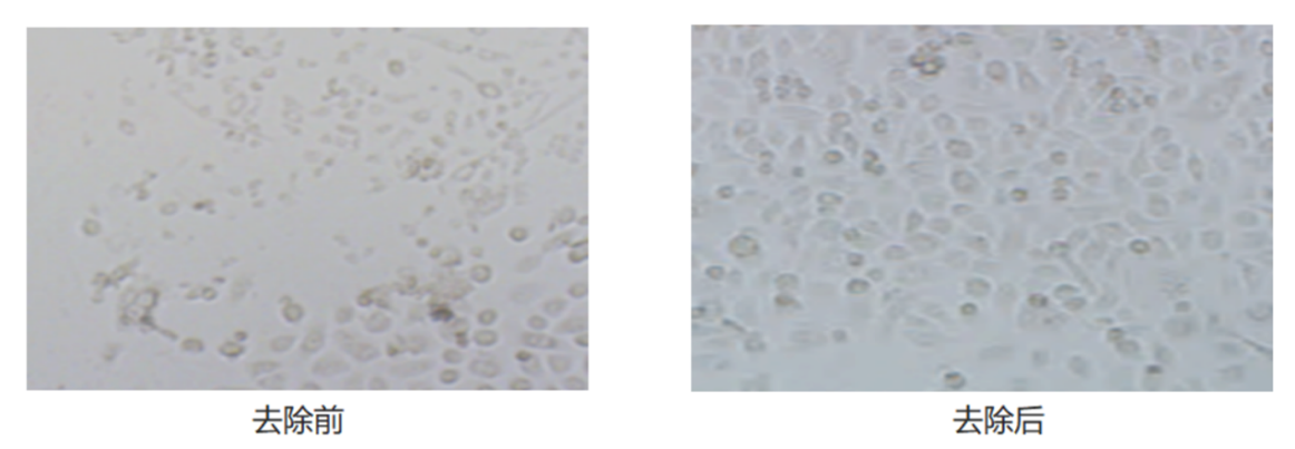 支原体污染：实验室的隐形威胁与翌圣生物的全方位解决方案