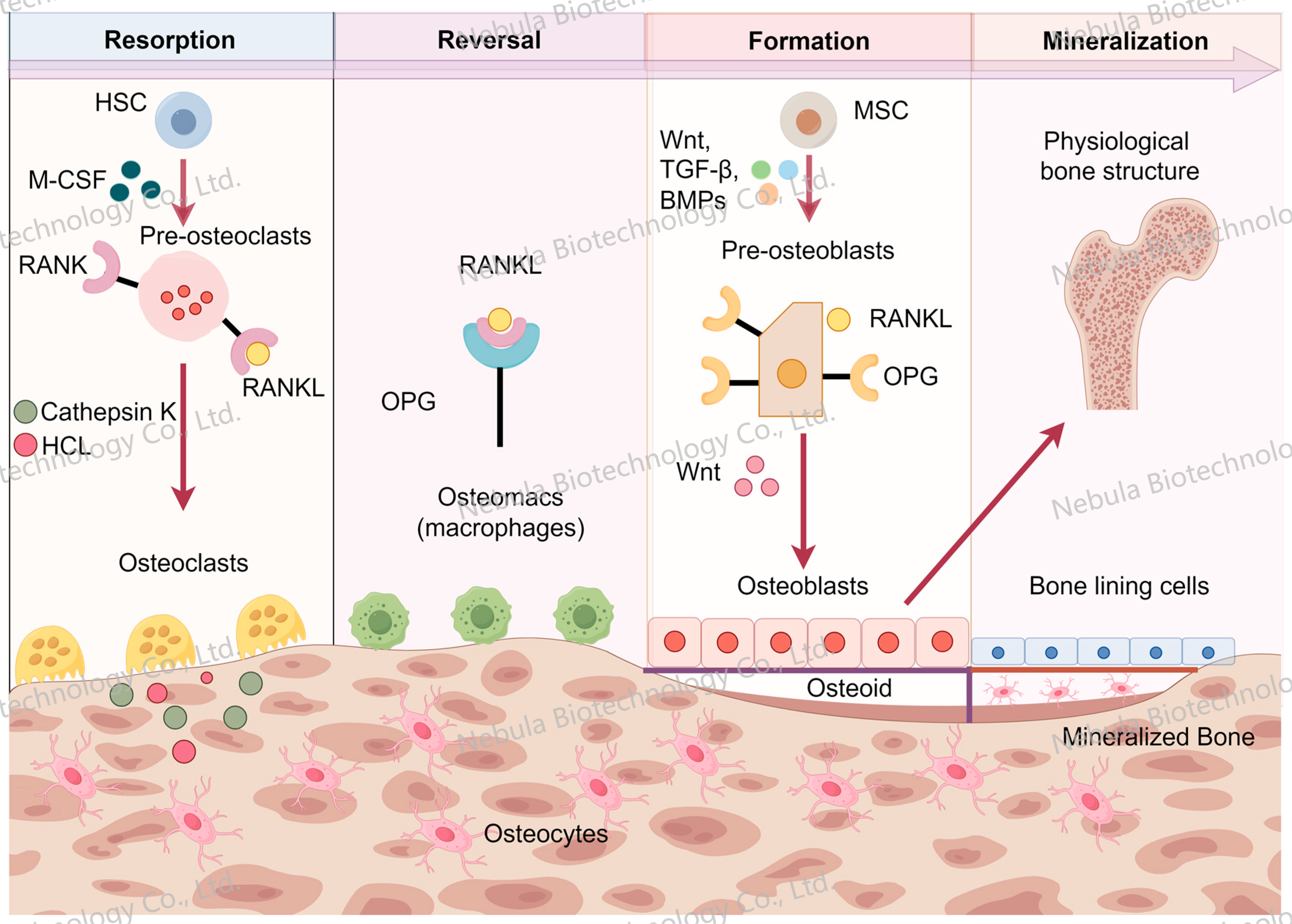 诊断原料讲堂之十：骨代谢生物标志物