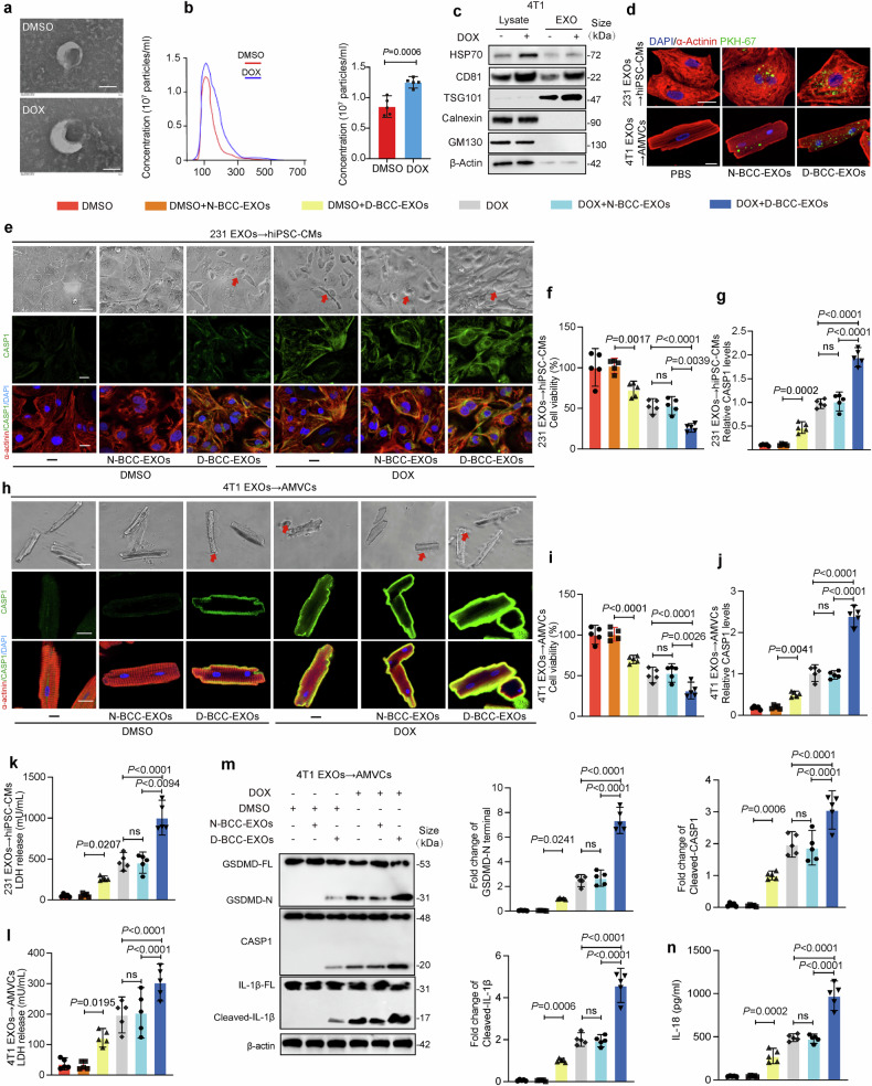 外泌体鉴定 外泌体鉴定