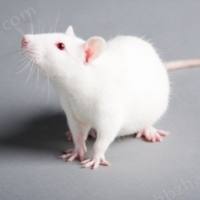 心肌梗死大鼠模型构建