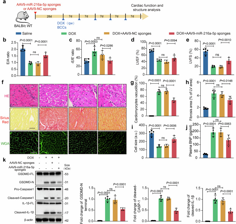 细胞焦亡 细胞焦亡