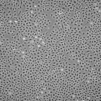默克Merck WB-F344 Rat Liver Progenitor Cell Line