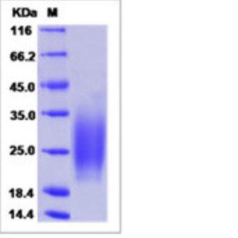 Recombinant Human IL-3 Protein (His Tag)