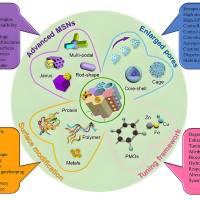 负载白杨素和异硫氰酸荧光素的介孔二氧化硅纳米颗粒被叶酸修饰 chrysin/FITC@MSNs-FA
