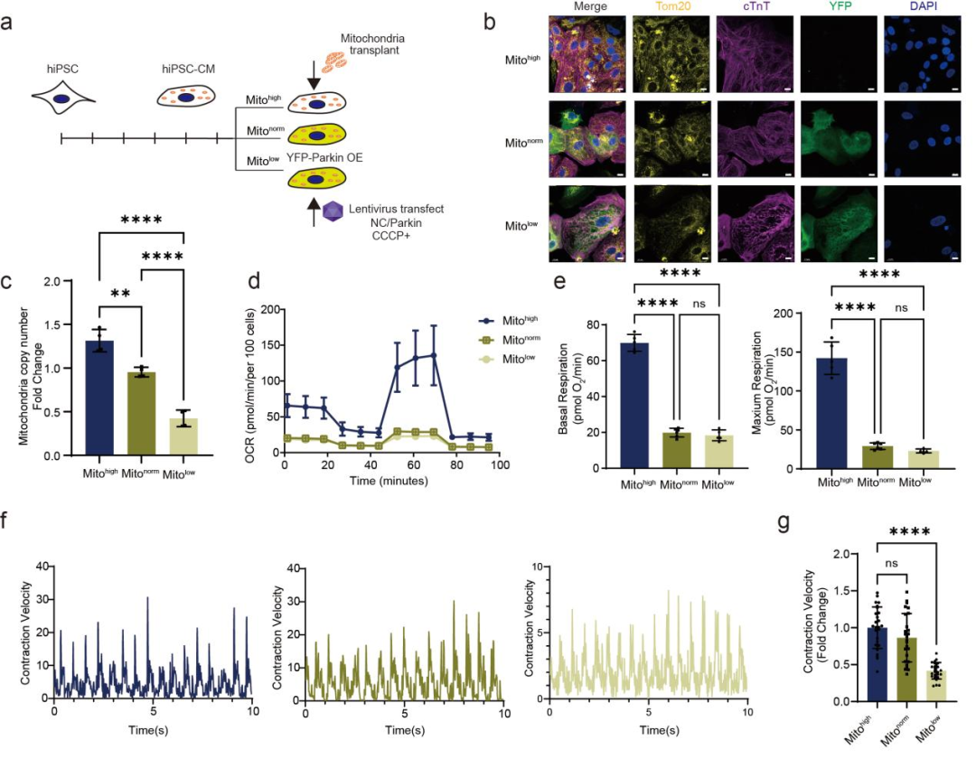 Agilent Seahorse XF 技术助力科研人员揭示阿霉素心脏毒性新机制
