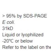 Recombinant Protein G