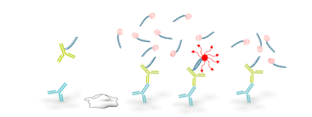 Massive Photonics公司DNA-PAINT神经成像试剂盒在超分辨率显微镜成像应用