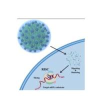 负载小干扰RNA（siRNA）的乳酸-羟基乙酸共聚物纳米颗粒 RNA-siRNA@PLGA