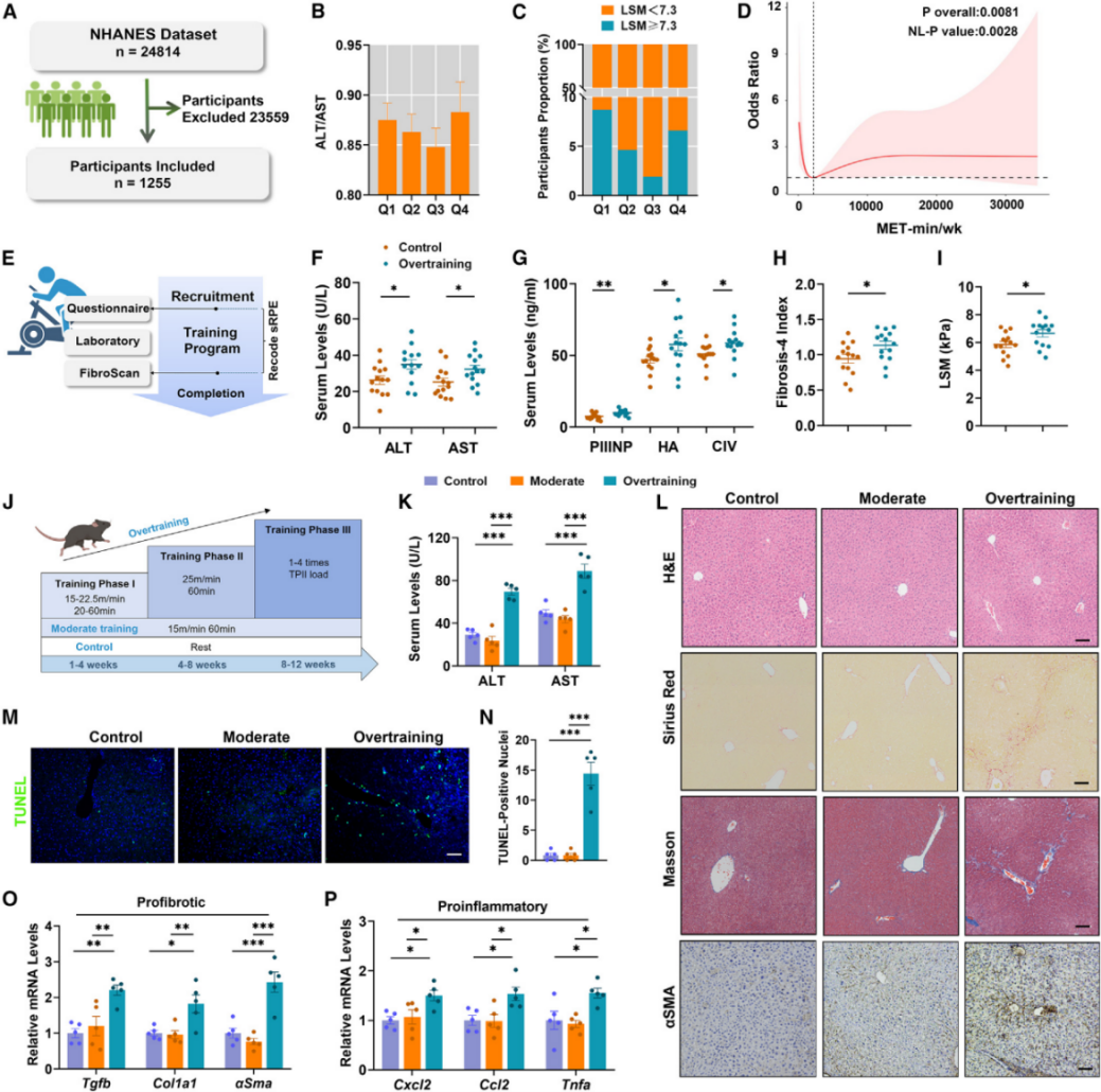 IF=27.7丨中南大学团队新发现：过度运动会导致肝脏纤维化