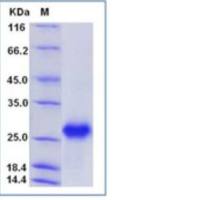 Recombinant Human GITR/TNFRSF18/AITR Protein (ECD, His Tag), HPLC-verified