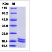 Recombinant Rhesus Interferon alpha 2/IFNA2 Protein