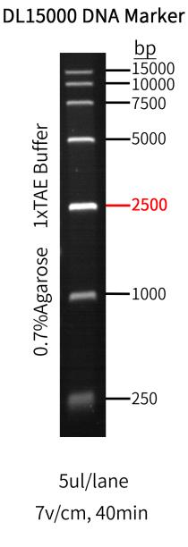 15000bp DNA分子量标准,250-15000bp