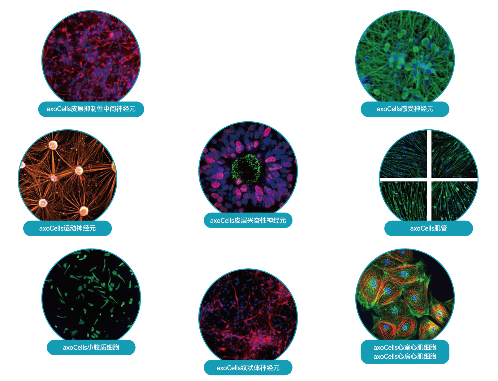 AXOL研究应用领域
