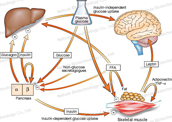 诊断原料讲堂之十一：糖代谢生物标志物