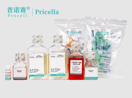 神经发育研究突破口！大鼠神经干细胞分离培养试剂盒应用方案详解