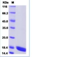 Recombinant Human IL17A & IL17F Heterodimer Protein