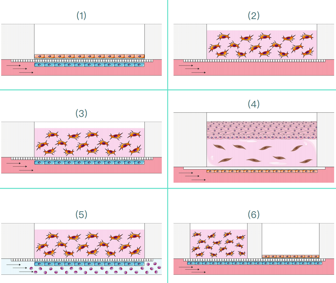 Be-Transflow可直接在孔内进行扫描电子显微镜观察或3D打印