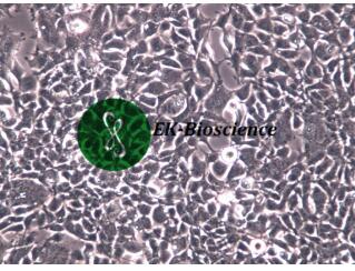 HEK-293细胞-上海酶研生物科技有限公司