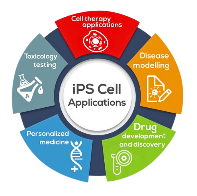 iPSC诱导多能干细胞全流程解决方案