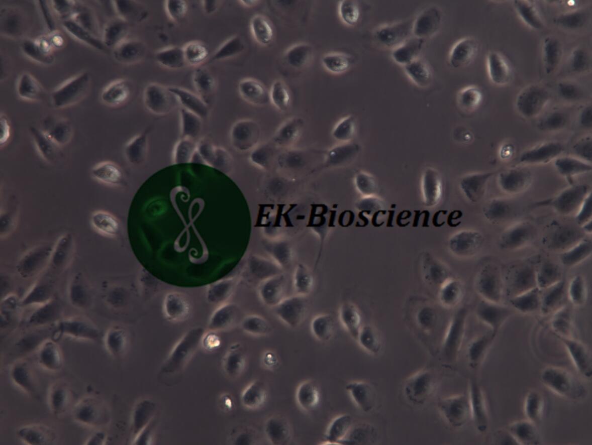 5637细胞-上海酶研生物科技有限公司