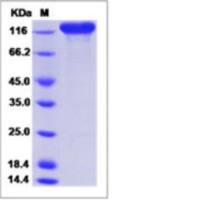 Recombinant Human Siglec-2/CD22 Protein (ECD, hFc Tag), HPLC-verified