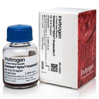 链霉亲和素磁珠 | Thermo Fisher