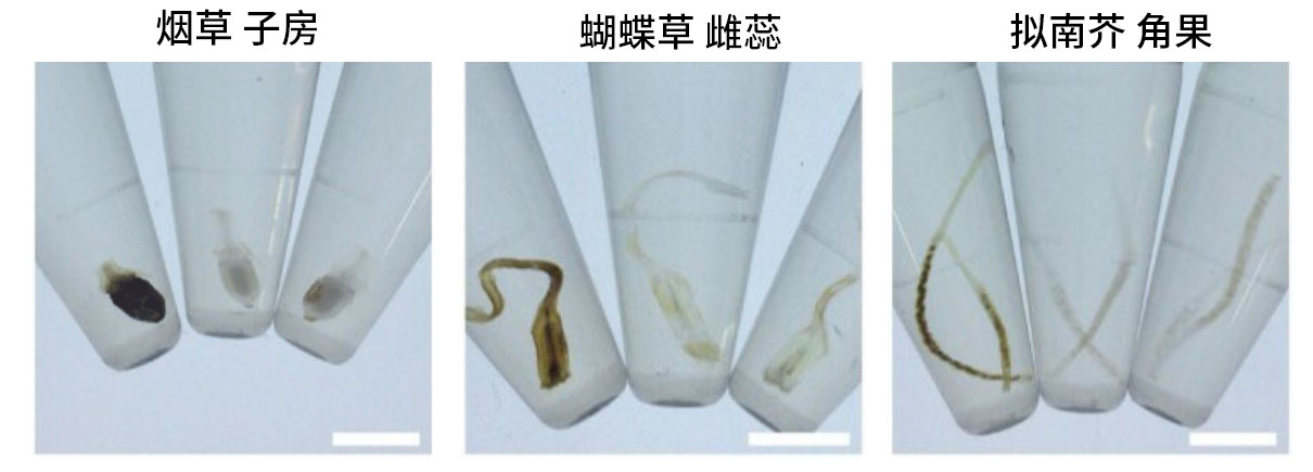 植物科学新技术 植物透明化试剂  ClearSee™