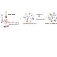 脂肪衍生的间充质干细胞外泌体包裹多奈哌齐 ADMSC-EV@DNZ