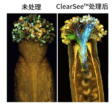 植物科学新技术 植物透明化试剂  ClearSee™