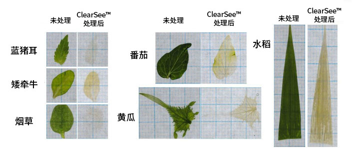 植物科学新技术 植物透明化试剂  ClearSee™