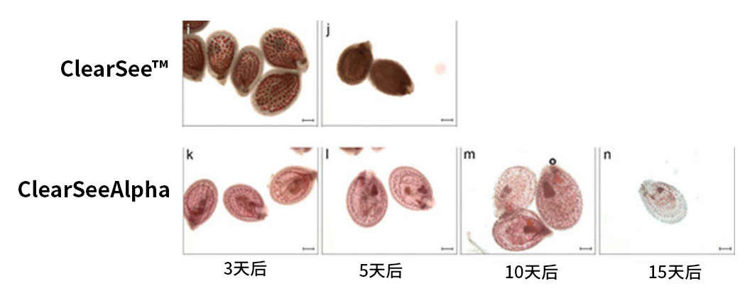 植物科学新技术 植物透明化试剂  ClearSee™