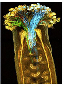 植物科学新技术 植物透明化试剂  ClearSee™