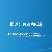 概述：N端和C端
