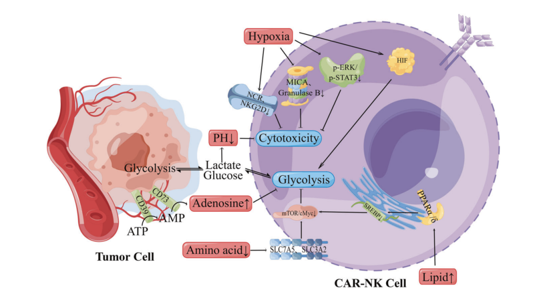 实体瘤治疗的突破：CAR-NK免疫疗法