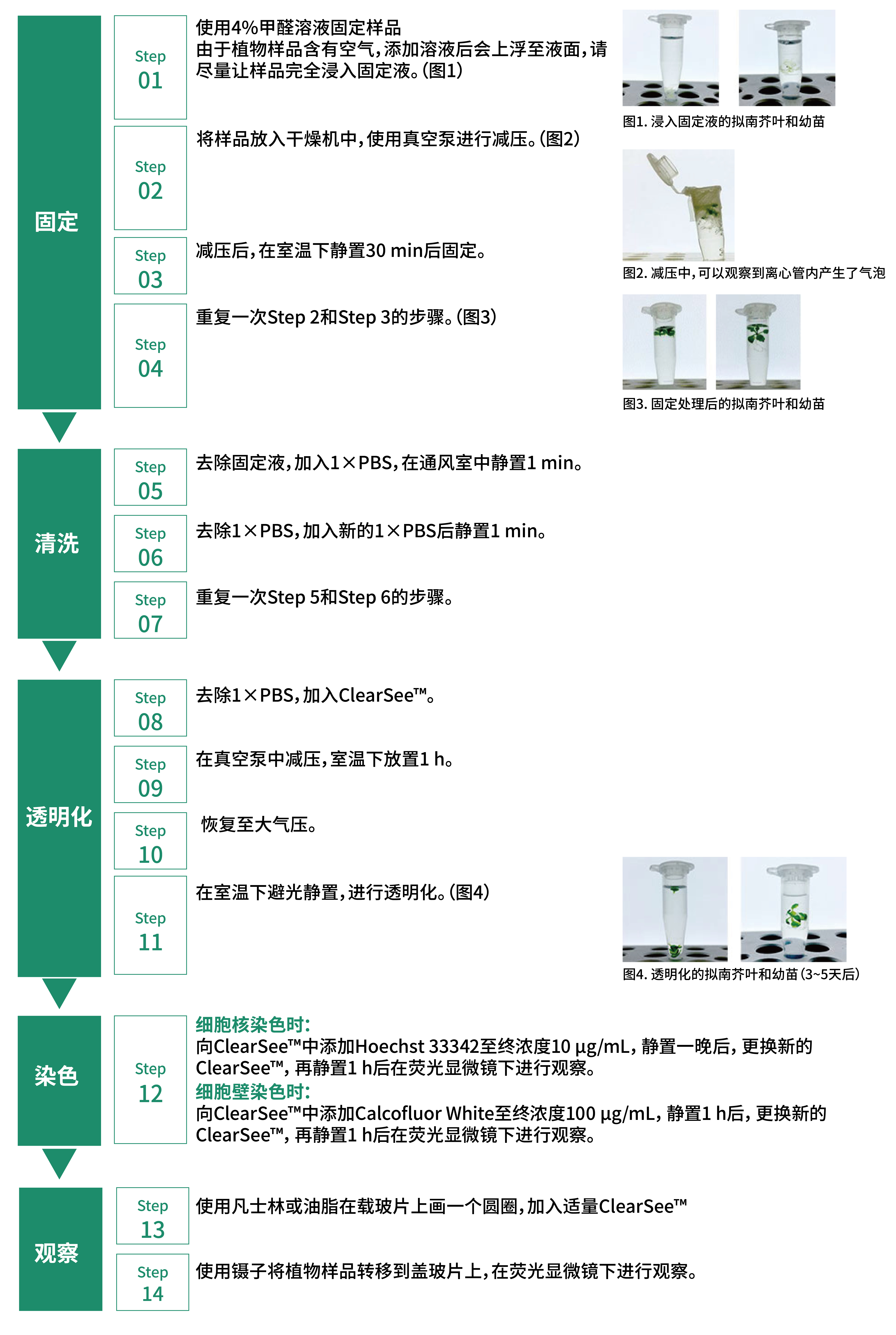 植物科学新技术 植物透明化试剂  ClearSee™