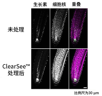 植物科学新技术 植物透明化试剂  ClearSee™