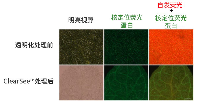 植物科学新技术 植物透明化试剂  ClearSee™