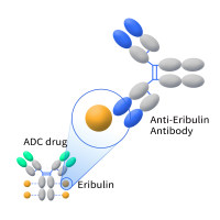 Eribulin抗体/Anti-Eribulin antibody(3E2); Rabbit mAb
