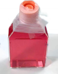 人结直肠腺癌细胞带绿色荧光LS174T+GFP