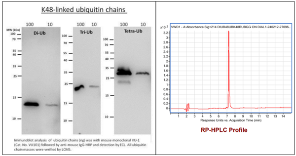 [干冰]K48连接的双泛素，实惠不容错过