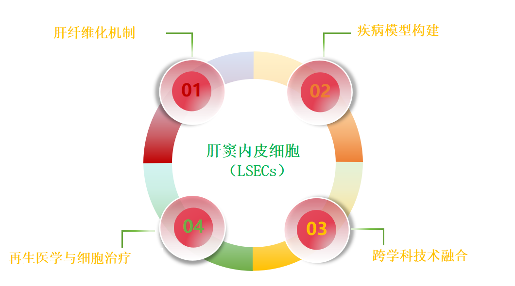 原代肝细胞系列（四）——肝窦内皮细胞（LSECs） 