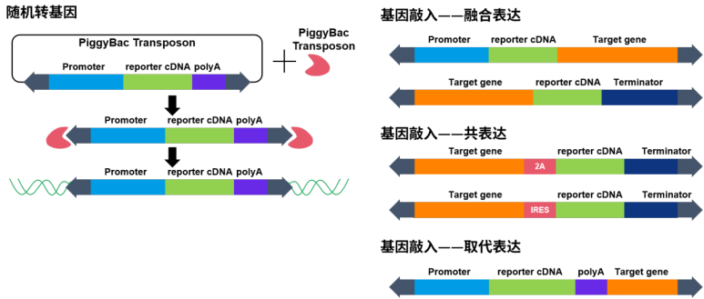 【谱系示踪系列第一期】基础细胞标记方式