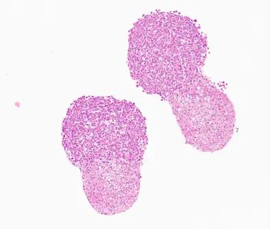 CERO 3D细胞培养仪:开启细胞培养新时代!